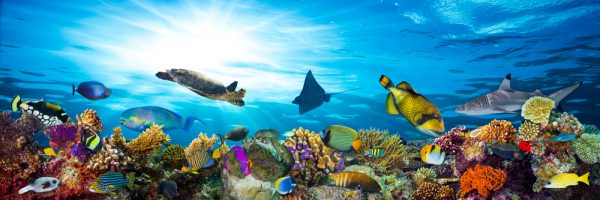 The Best Coral Reefs In The Caribbean: A Guide For Eco-Divers • Reefs ...